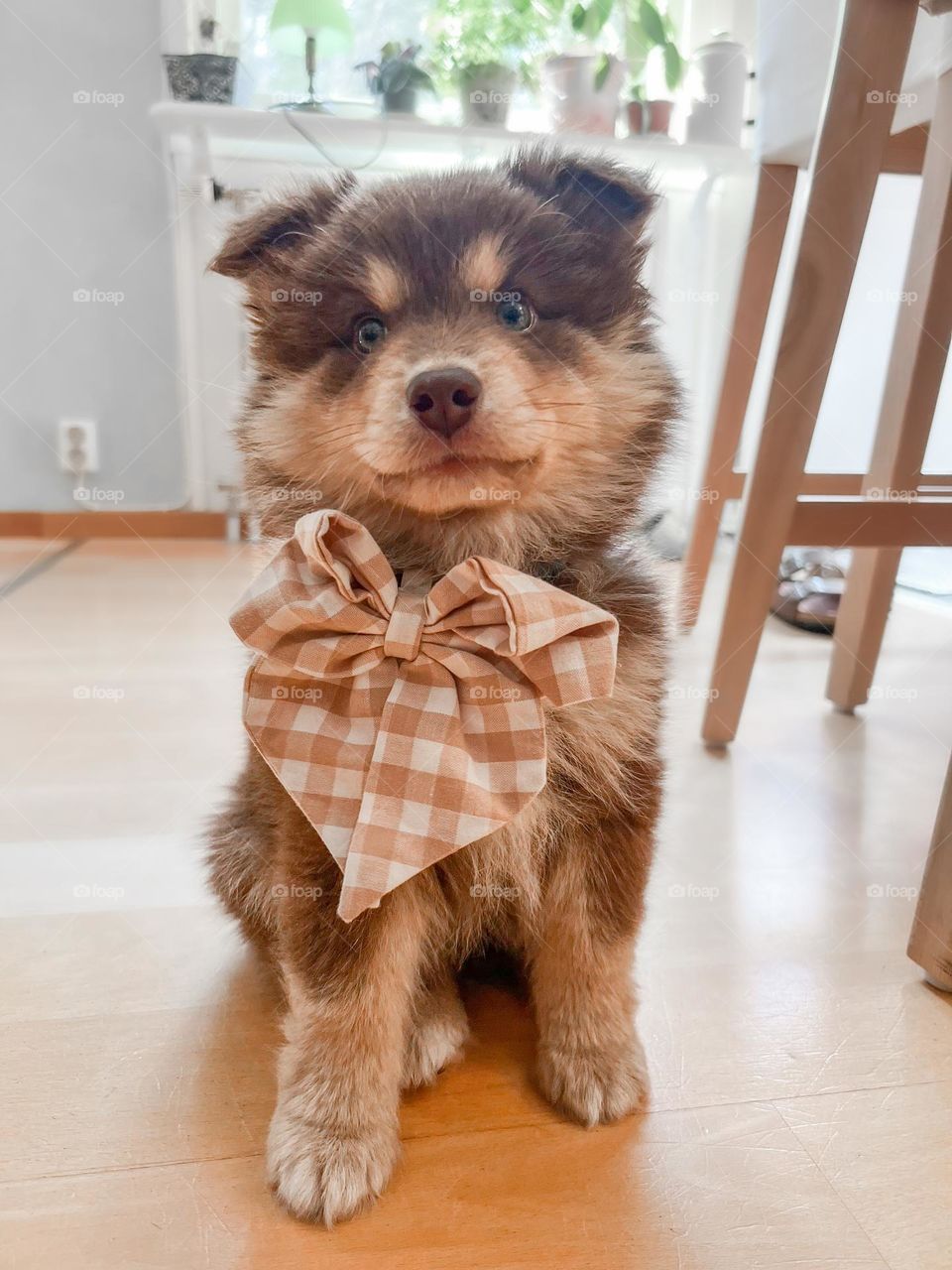 Portrait of a young Finnish Lapphund puppy dog