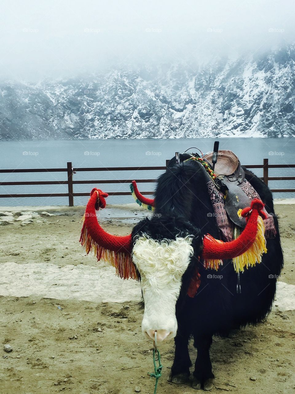 Stop making mockery of animals