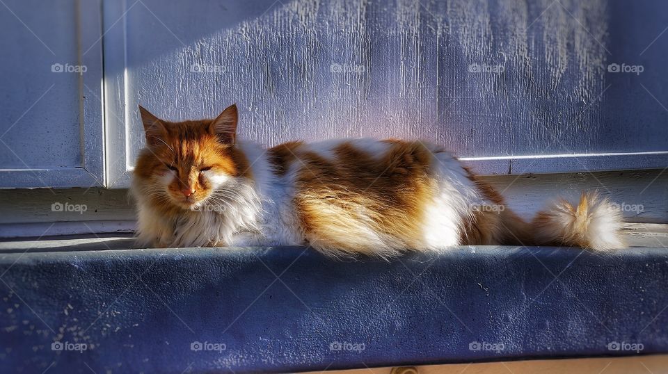 Close-up of cat resting on window