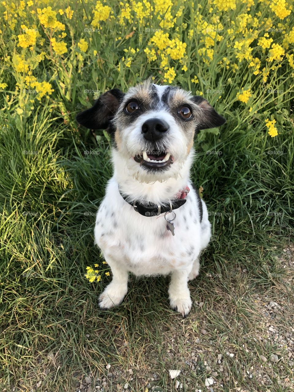 Dog looking up