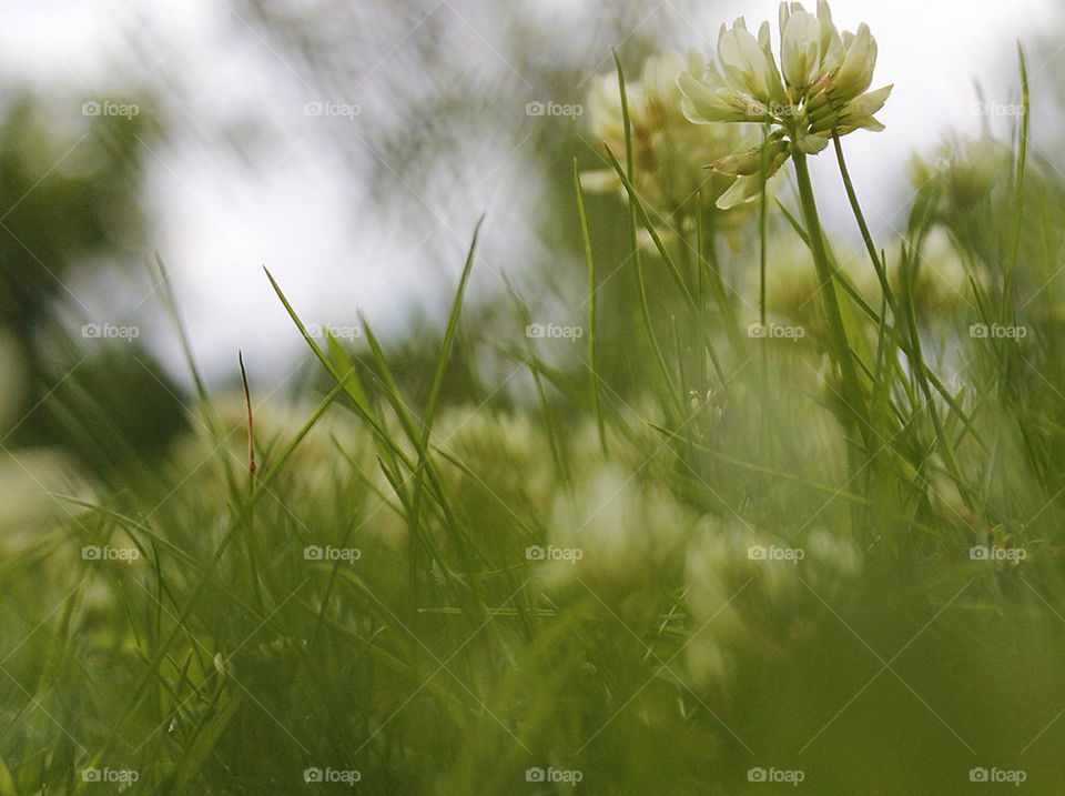 macro of grass summer by chris7ben