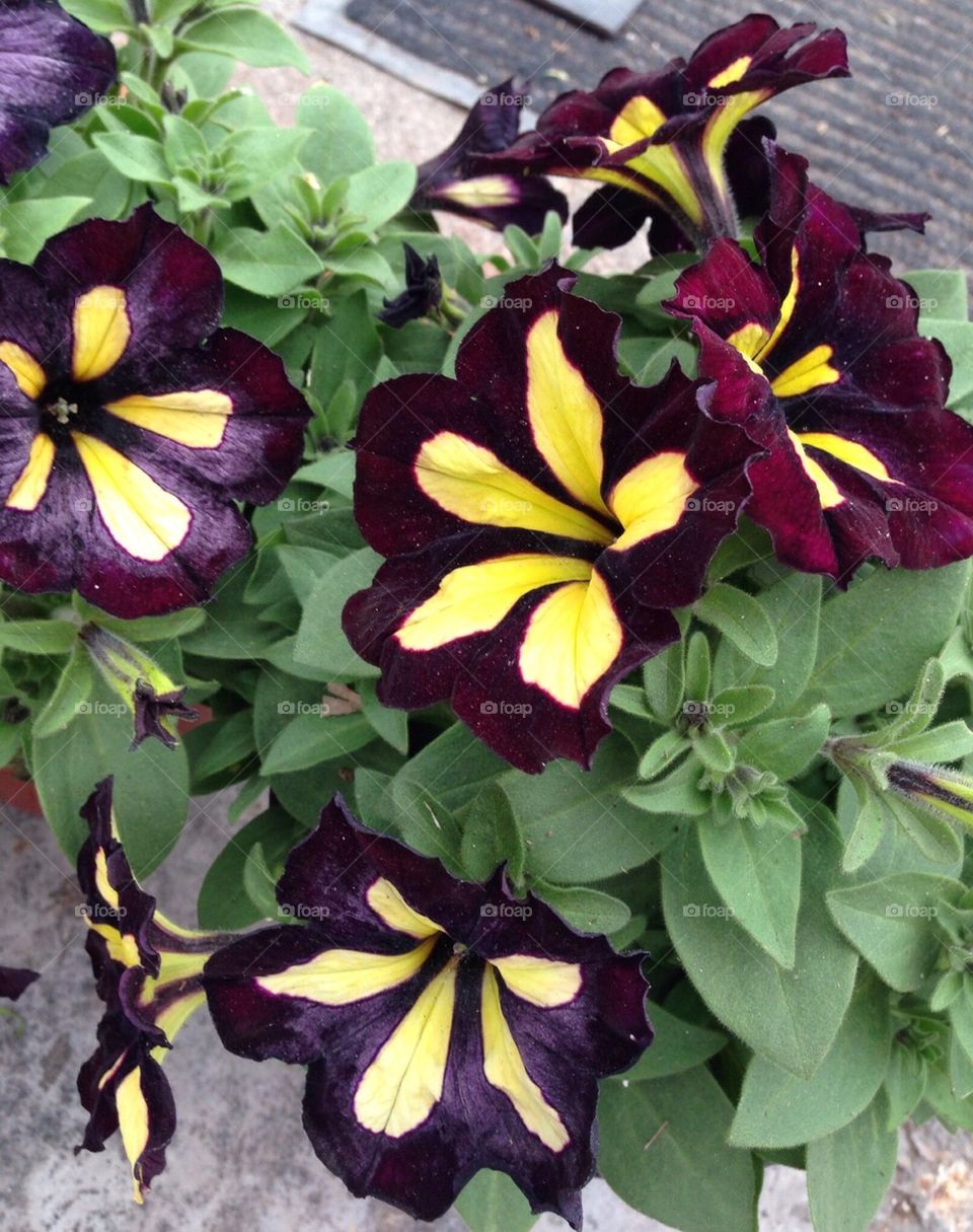 Petunias