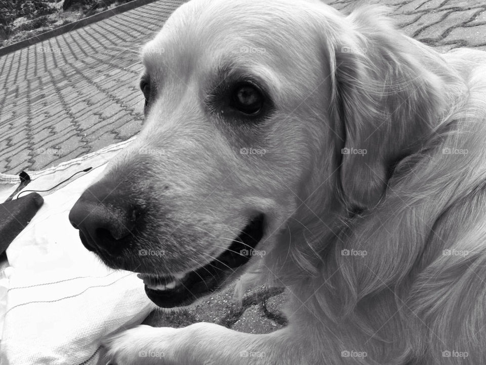 GOLDEN RETRIEVER