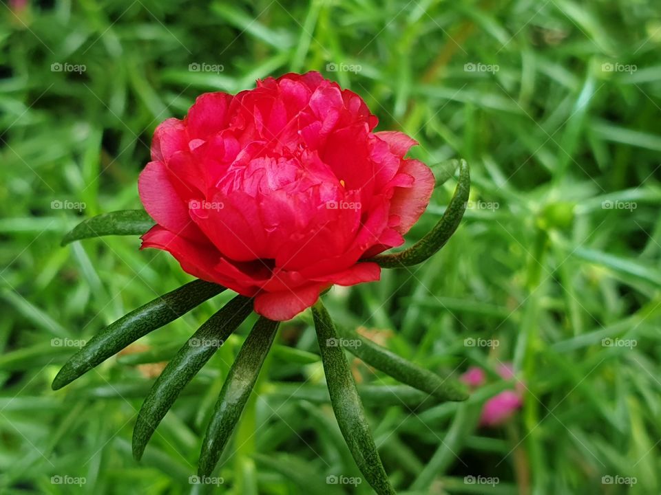 my beautiful Portulaca grandiflora