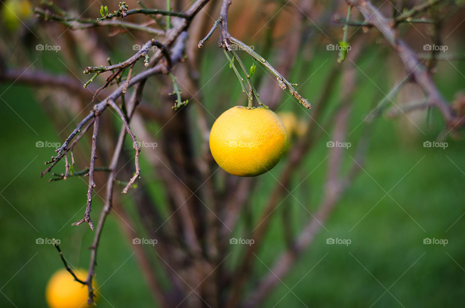 Orange tree