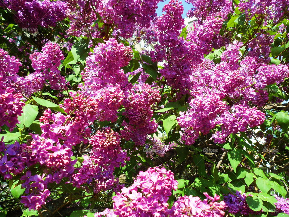 lilac bush