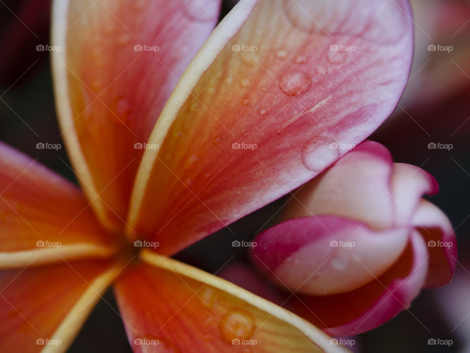 Raindrops on Frangipani 