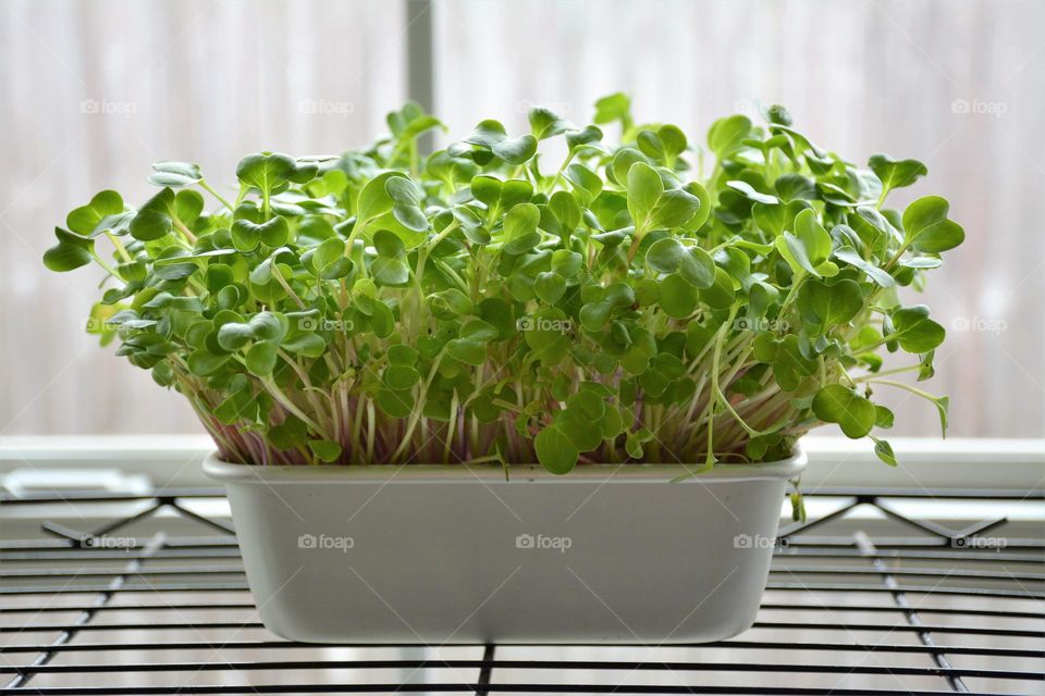 Radish Sprouts