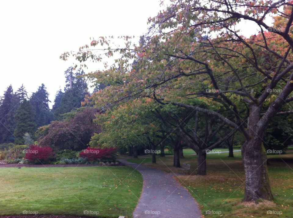 Tree, Landscape, Nature, Park, No Person