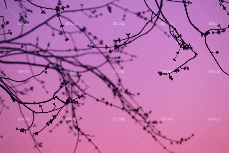 Pink Branch