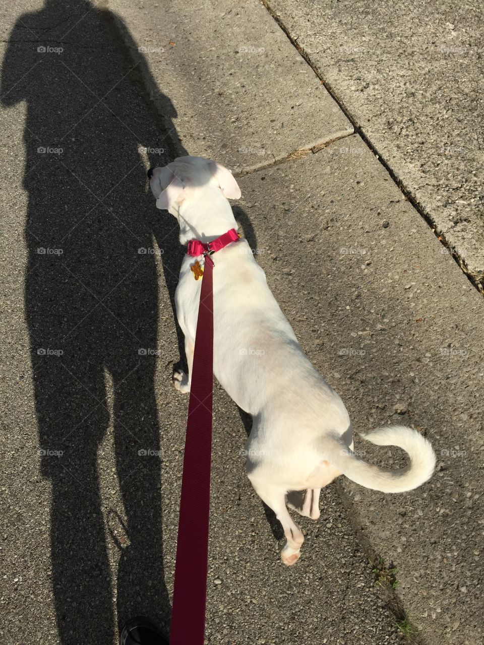 Walking the dog  or maybe the dog walking me