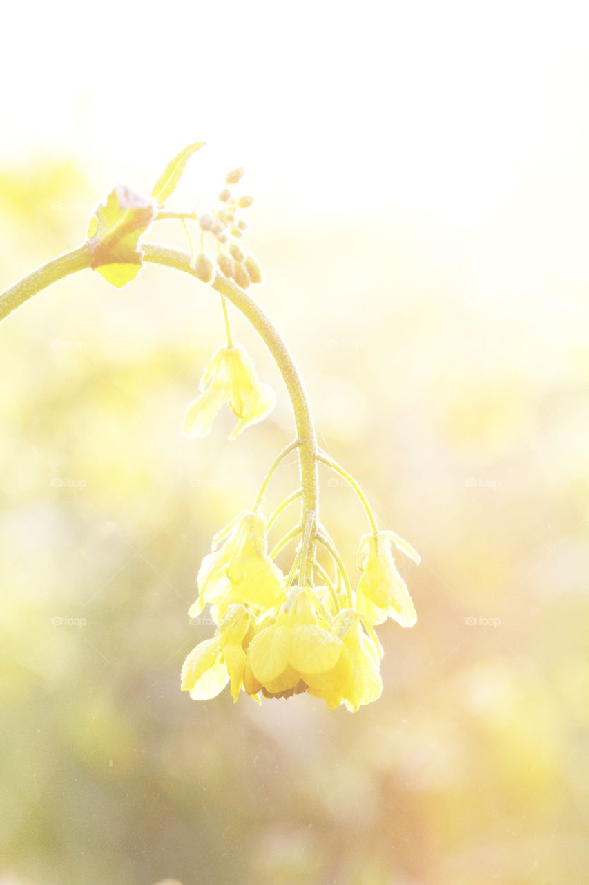 Hi Key Yellow Flower. A brightly sunlit yellow rapeseed flower isolated from it's light background.