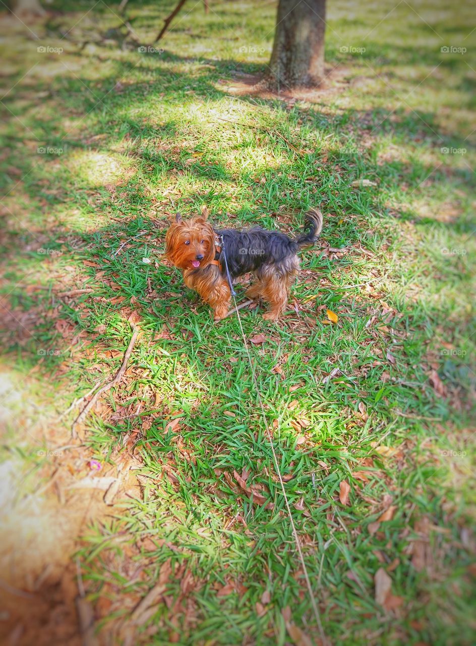 dog passeio cachorro pet