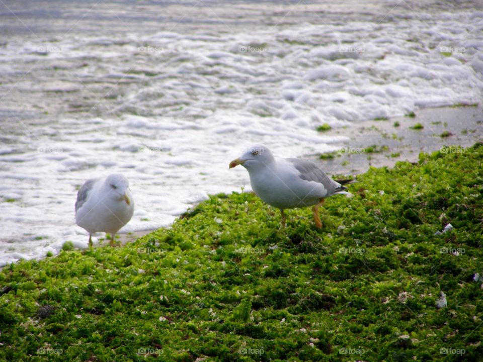 Sea gulls on the coast covered with rejectamentas