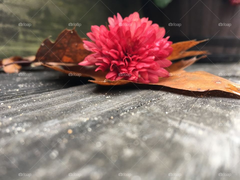 This photo was taken on the front porch steps at my residence. The children had picked at a few flowers and I found the evidence.