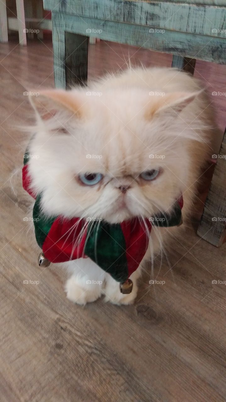 Funny Garfield cat with a Christmas accessory.