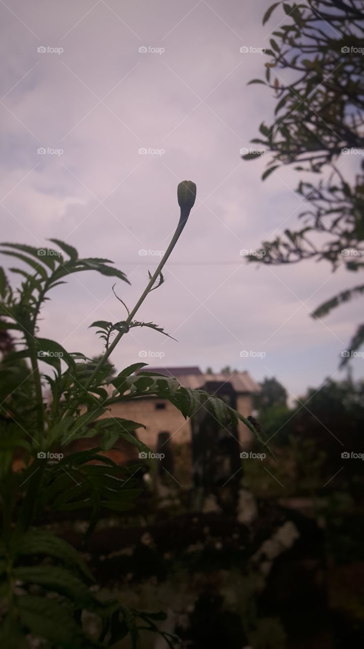 Flower buds with blue sky backgrounds