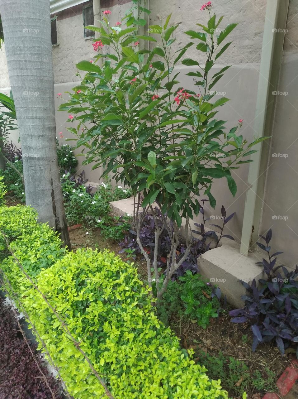 green shurb small size looks very beautiful generally found everywhere seasonal fresh