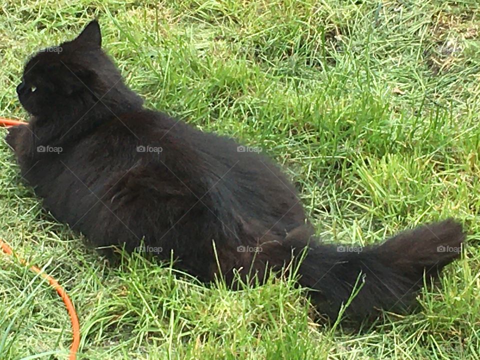 Cat lies in the green grass