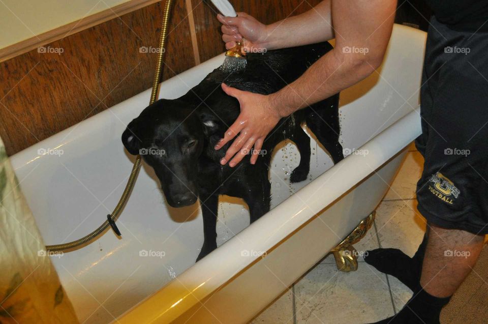 Bears first tub bath. Not a happy camper