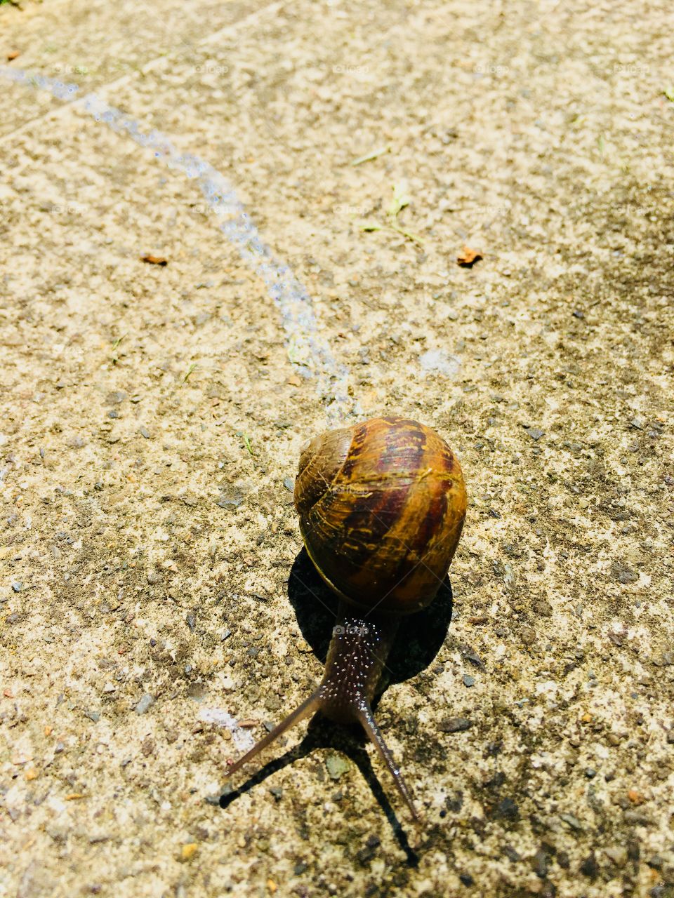 Snail 2