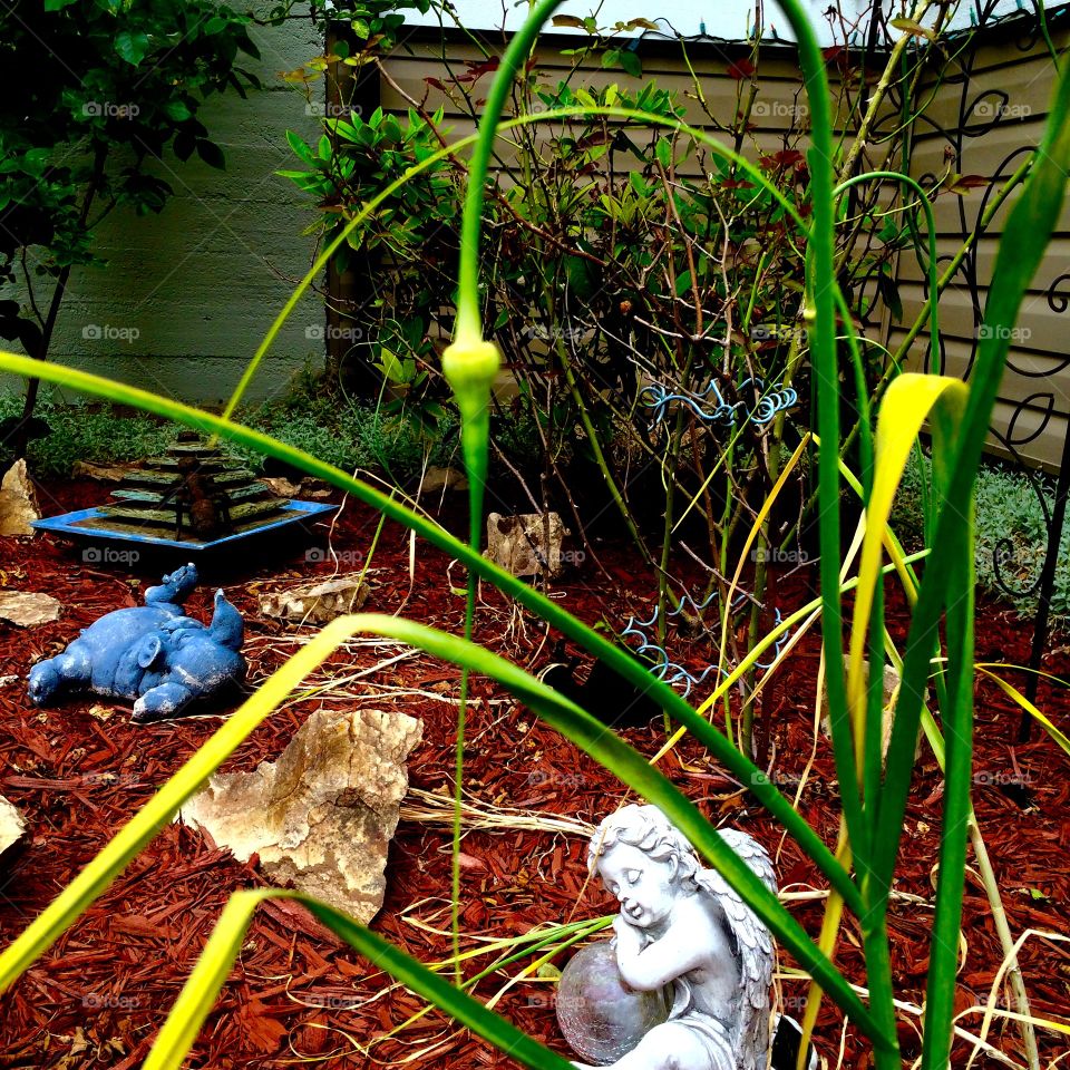 Garlic in the Garden