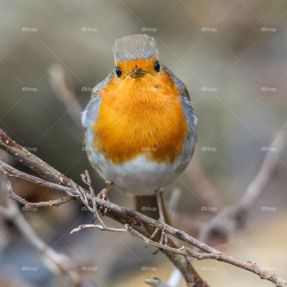 Close-up of Robin portrait in a forest in Belgium