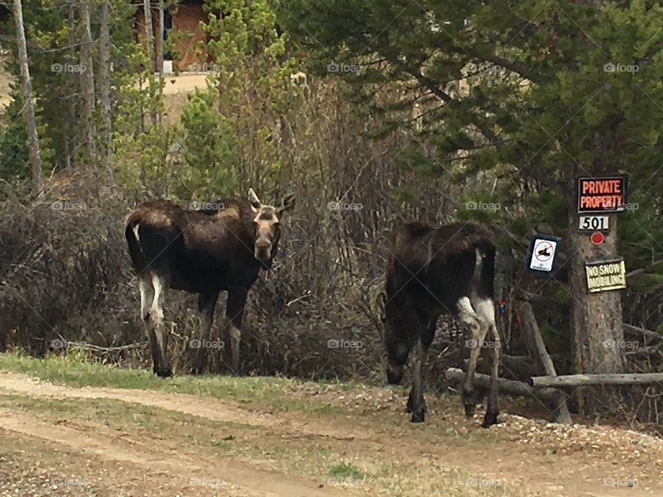 The image of confidence- the Moose here are the true property owners and they know it. A great deal of respect is owed if only for your own safety.