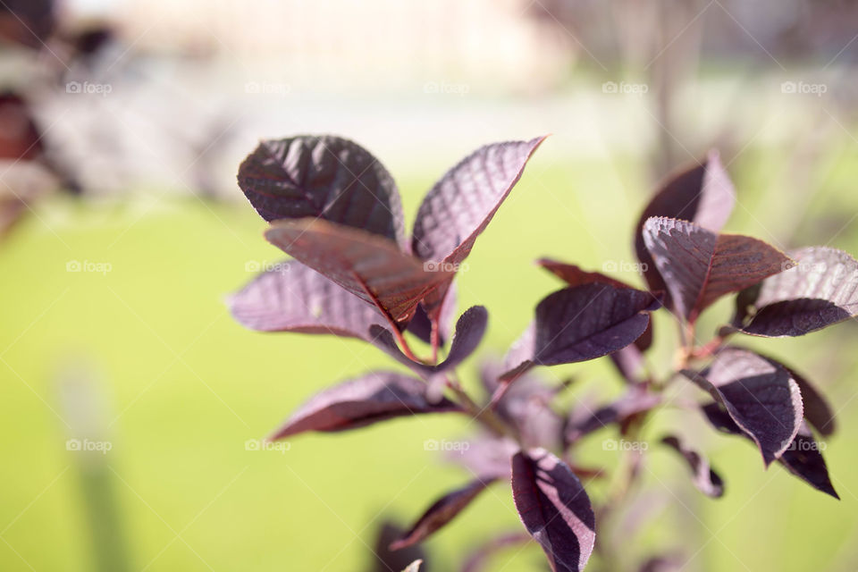 purple leaf