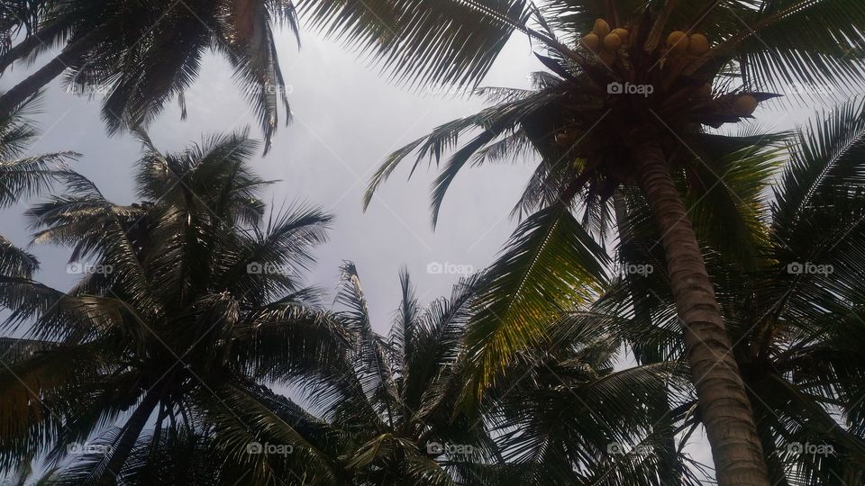The top of the coconut tree