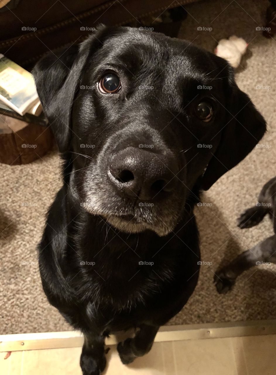 Shadow knows he’s a good boy, love this face!
