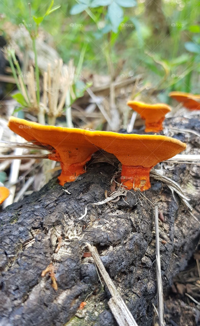 colorful mushrooms