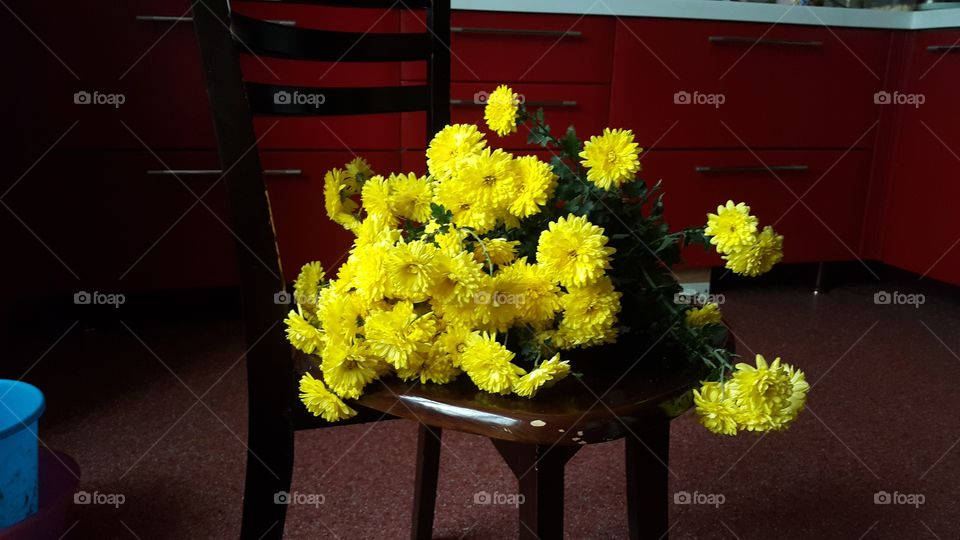 Yellow chrysanthemum