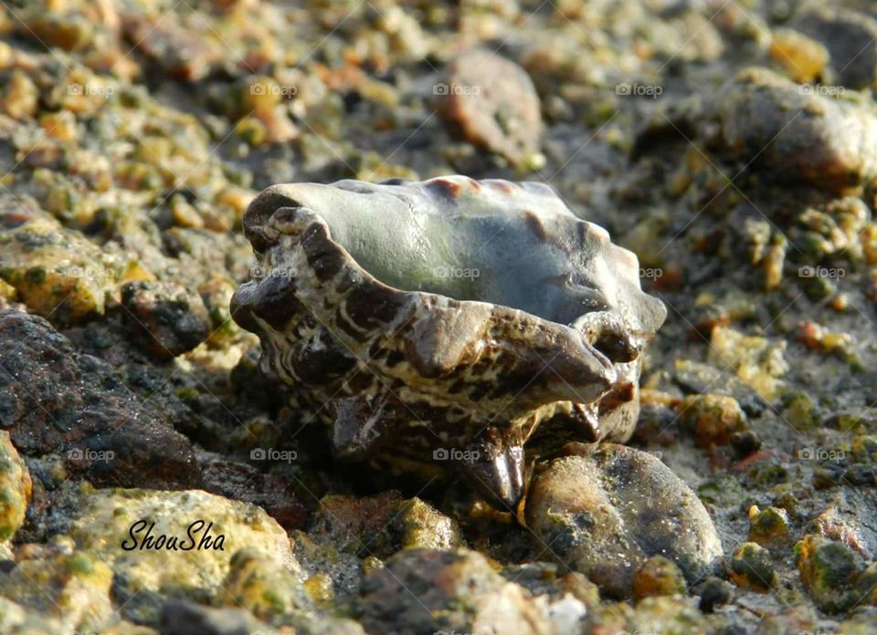 sea shell