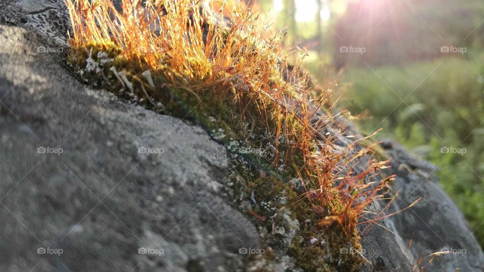 Sunrays in the forest
