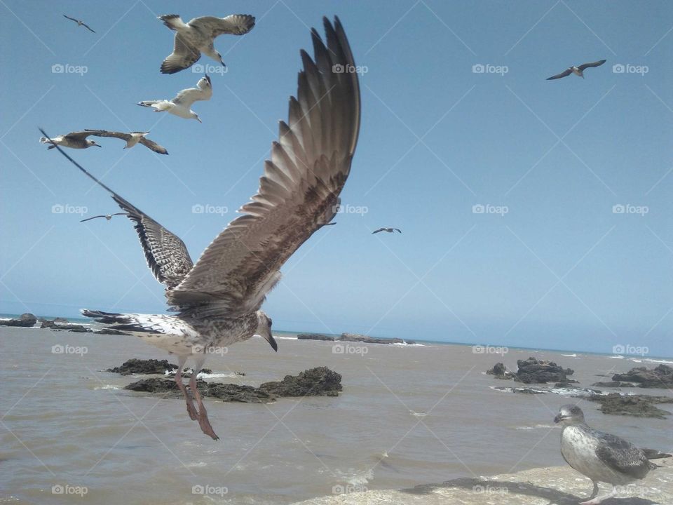 Beautiful flying of seagulls.