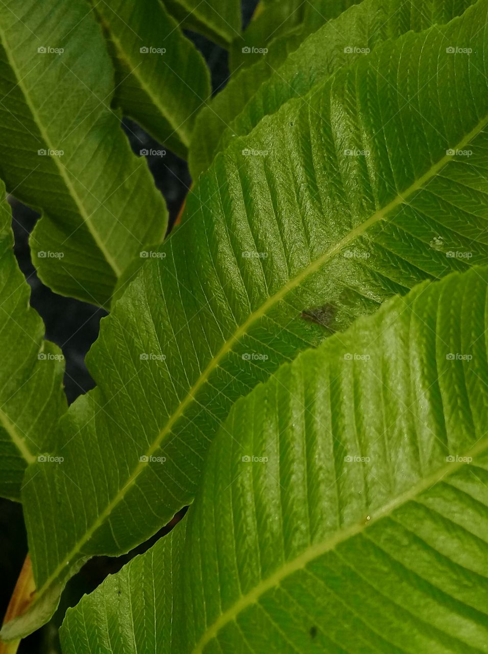 Samambaia leaves. Strong and beautiful