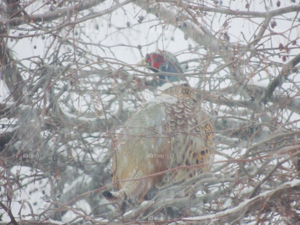 Beautiful Wild Pheasant In the Cold Snow