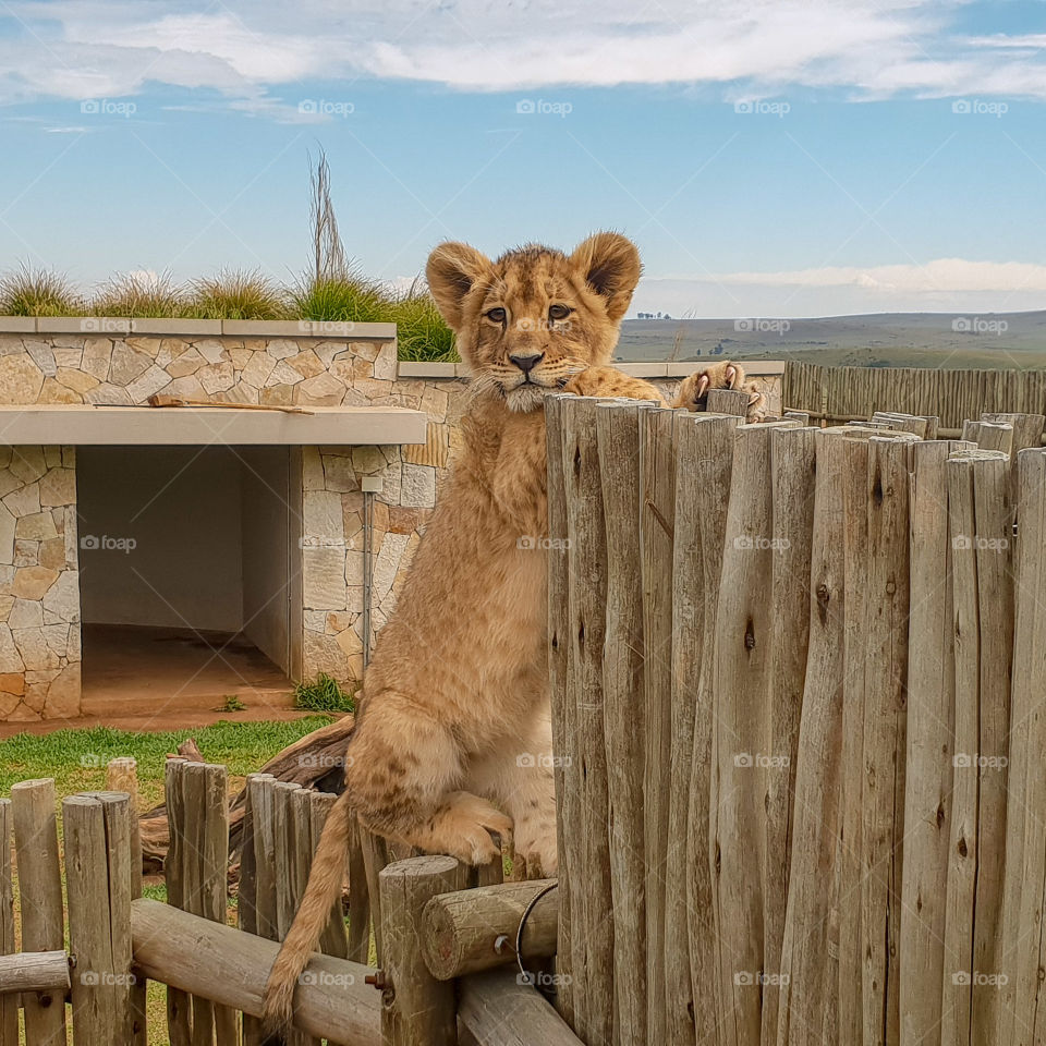 Lion cub, Johannesburg