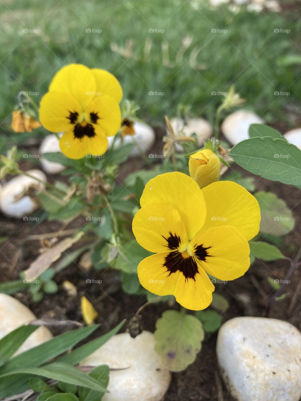 🌹 🇺🇸 Very beautiful flowers to brighten our day.  Live nature and its beauty. Did you like the delicate petals? / 🇧🇷 Flores muito bonitas para alegrar nosso dia. Viva a natureza e sua beleza. Gostaram das pétalas delicadas? 