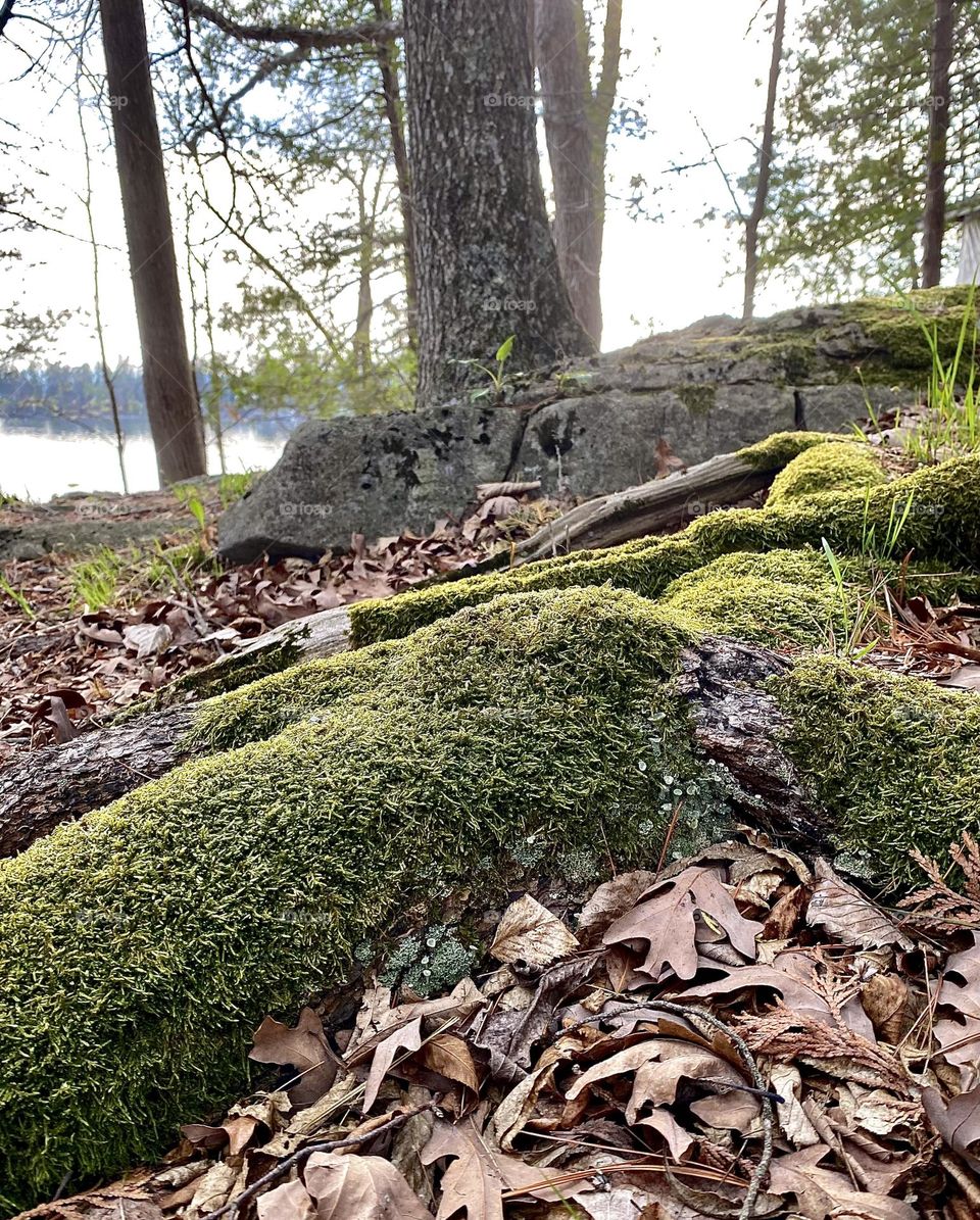 Moss in Vermont