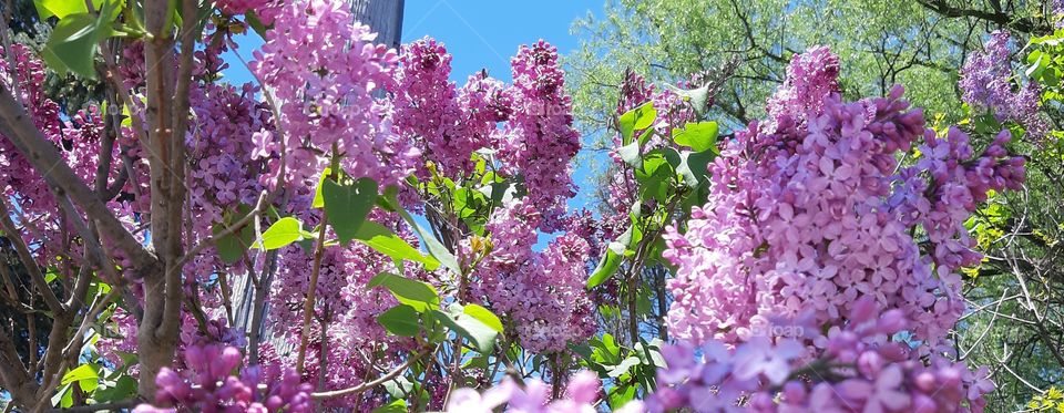 lilacs