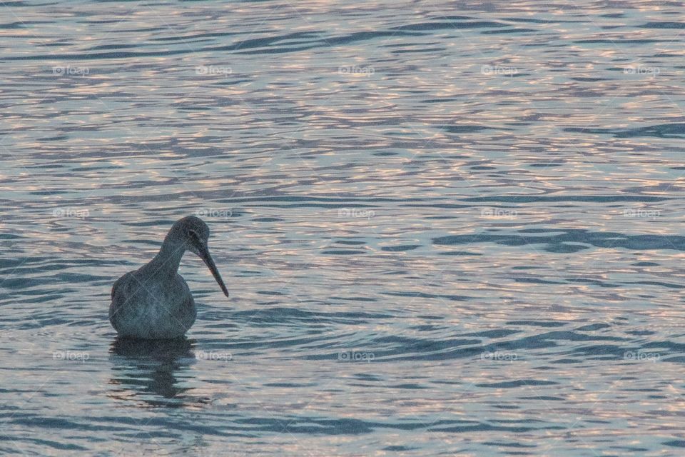 Indian River Bird at Dusk