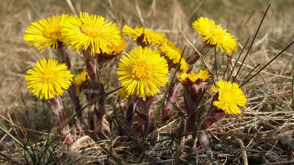 coltsfoot , tussilago