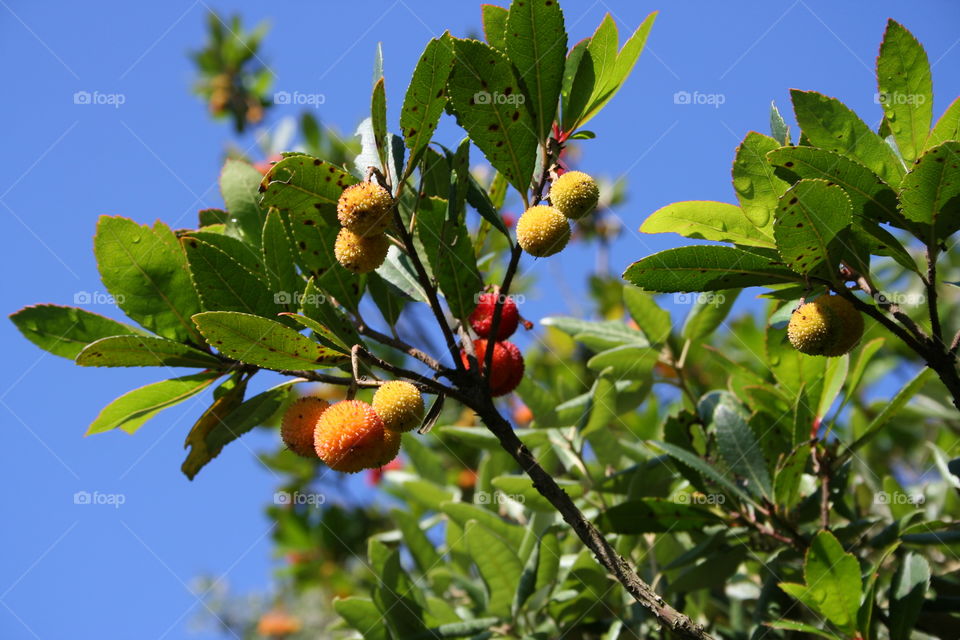 Berries on tree