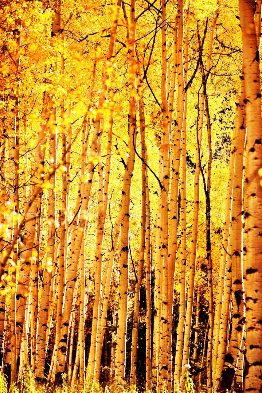 Gold Aspens