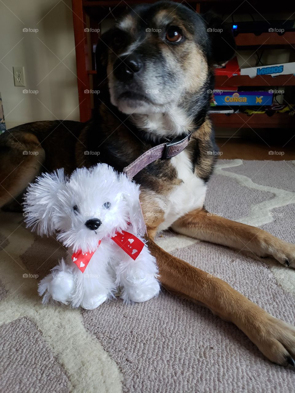 Pepper loves her Valentine puppy dog