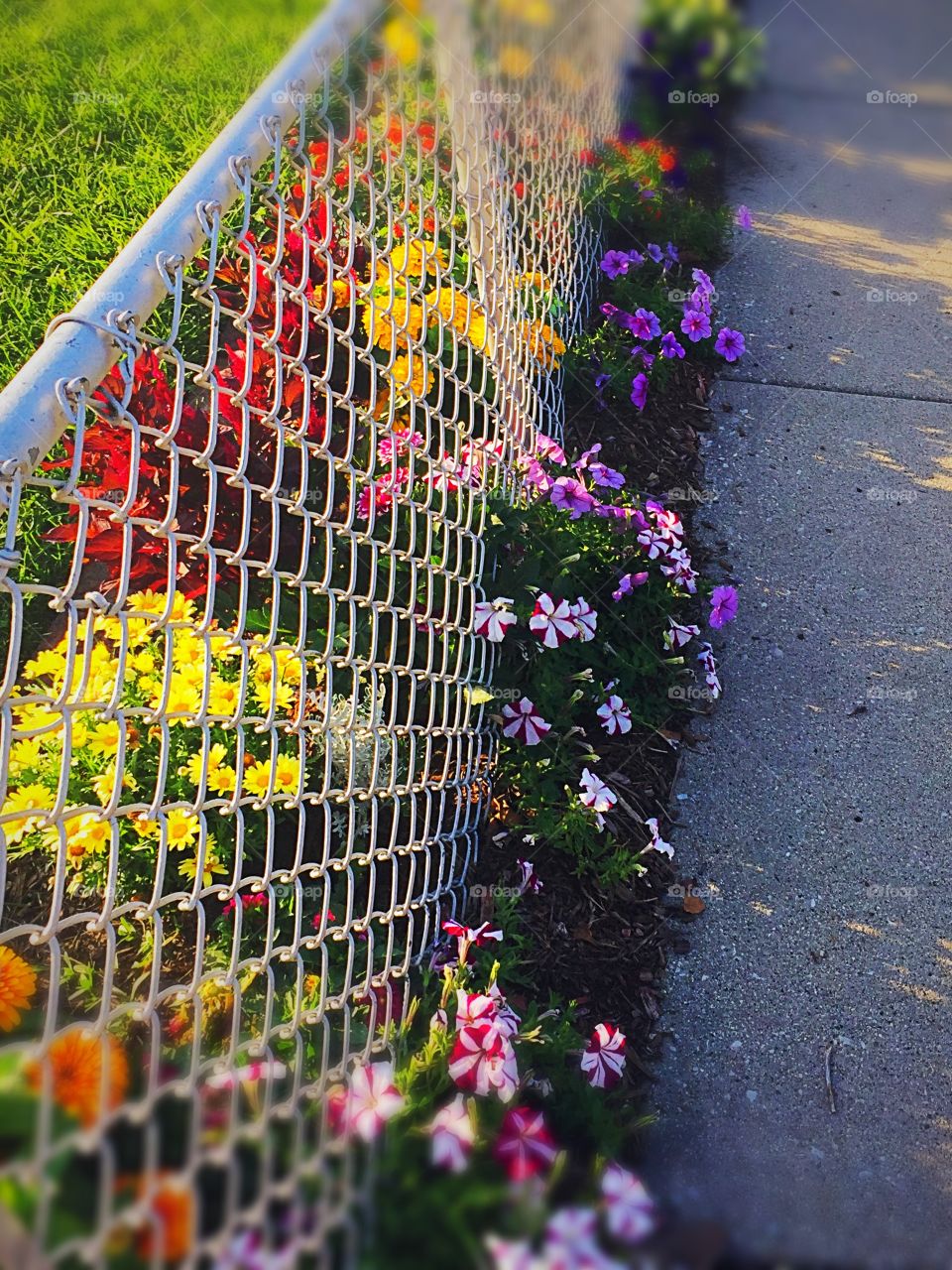 Fence flowers