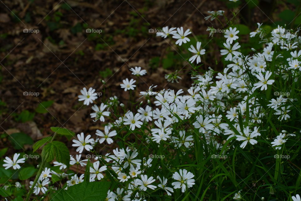 Spring blossom 