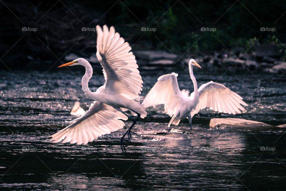 Family of white herons on a river